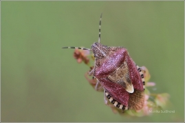 <p>KNĚŽICE CHLUPATÁ (Dolycoris baccarum) (okolí Černého rybníku)</p>